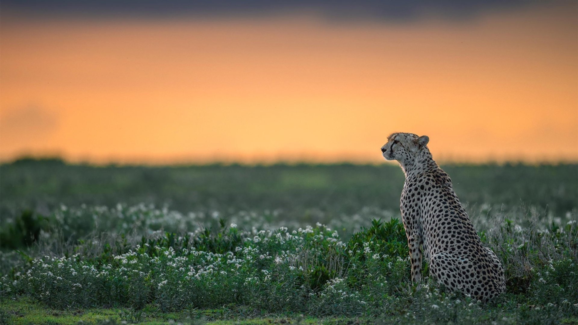 开云体育平台APP-英格拉姆惊艳四座，热火式防守压制浙江—一场跨越篮球文化的战术对话